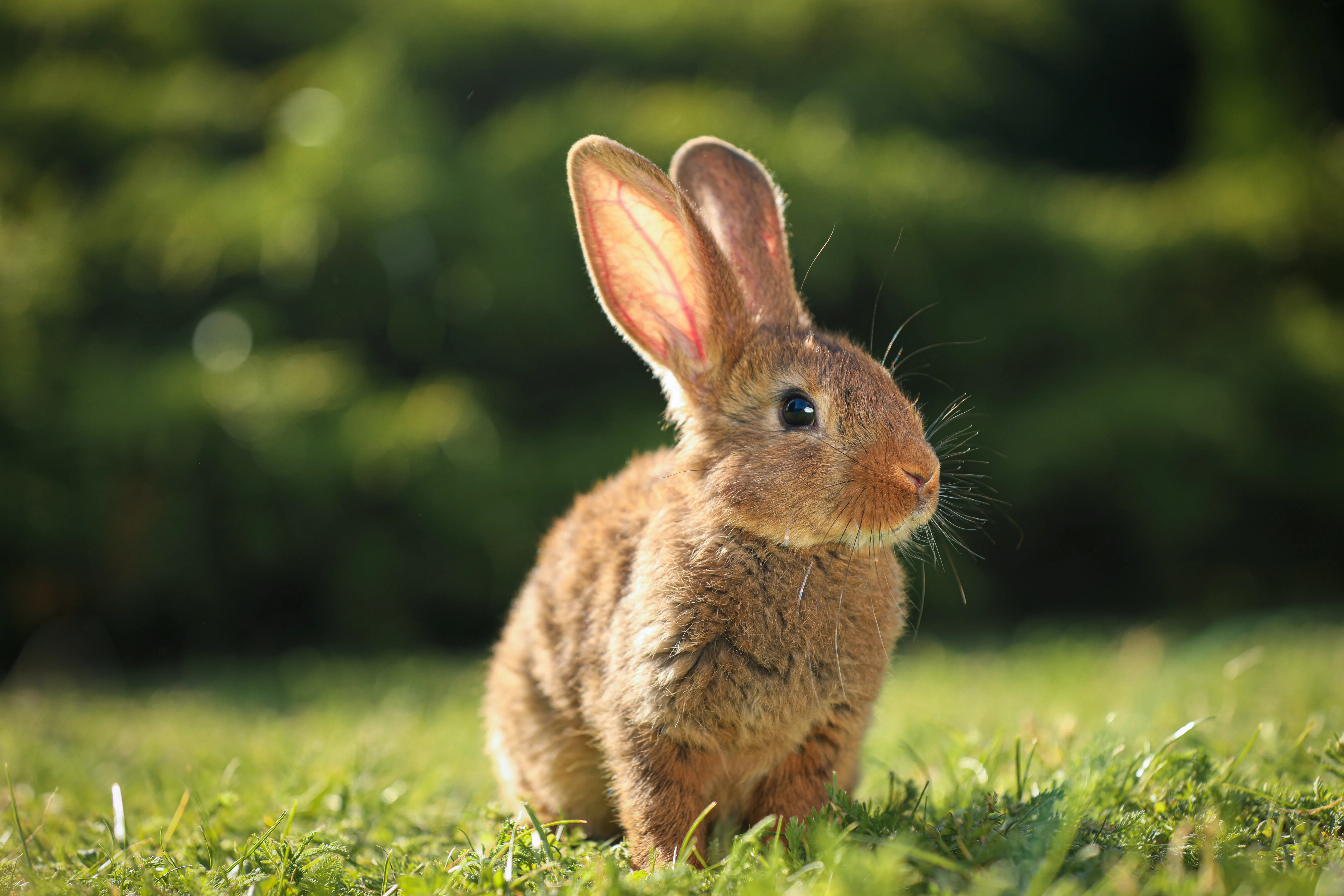 Hase im Gras