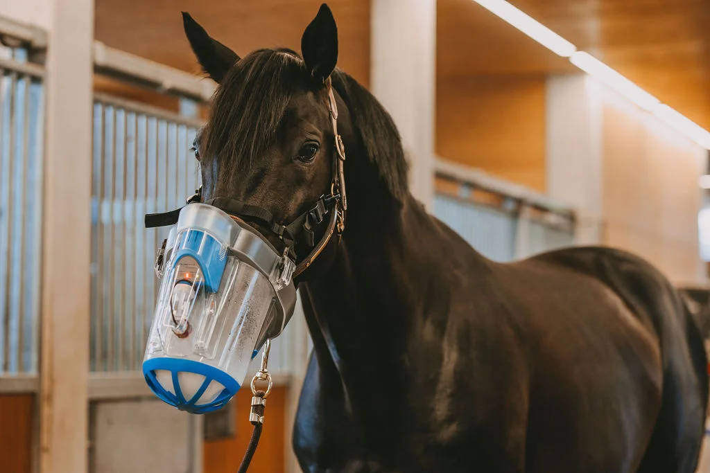 Pferd mit SaHoMa-II Inhalationsmaske im Stall