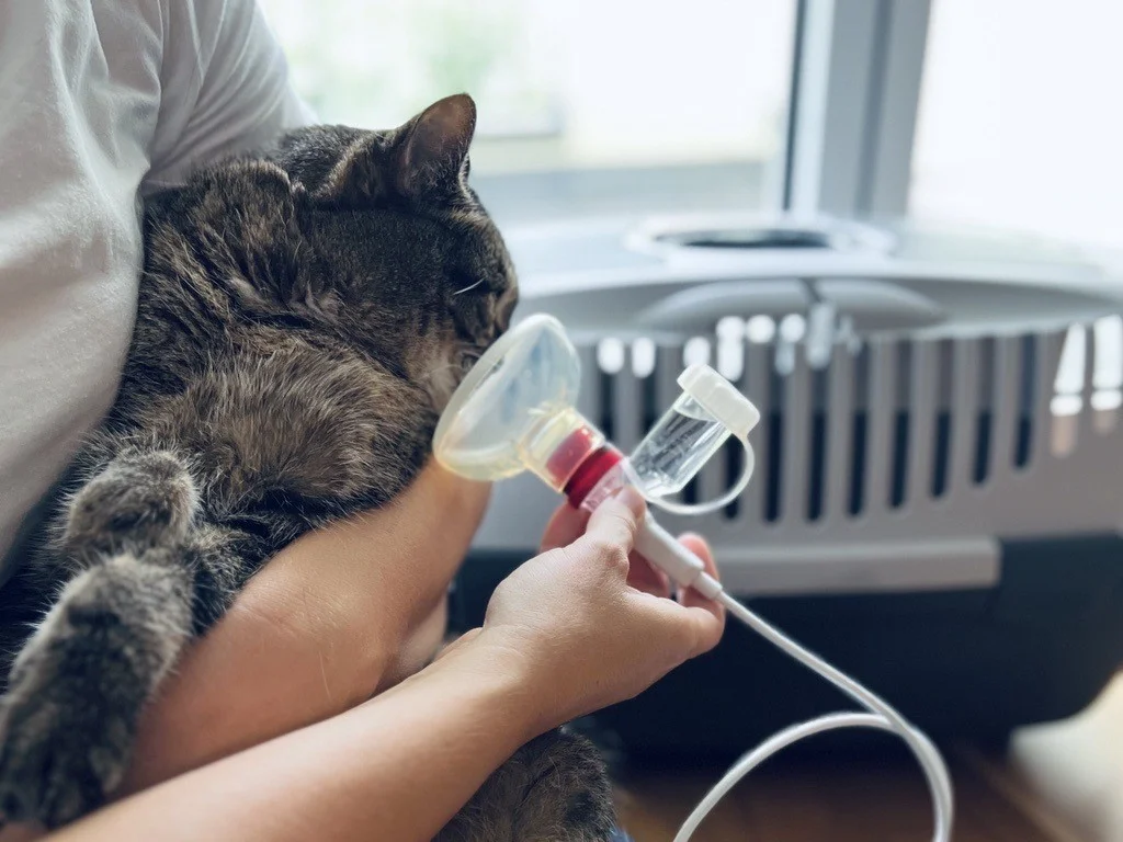 Katze Emil inhaliert mit Inhalationsmaske