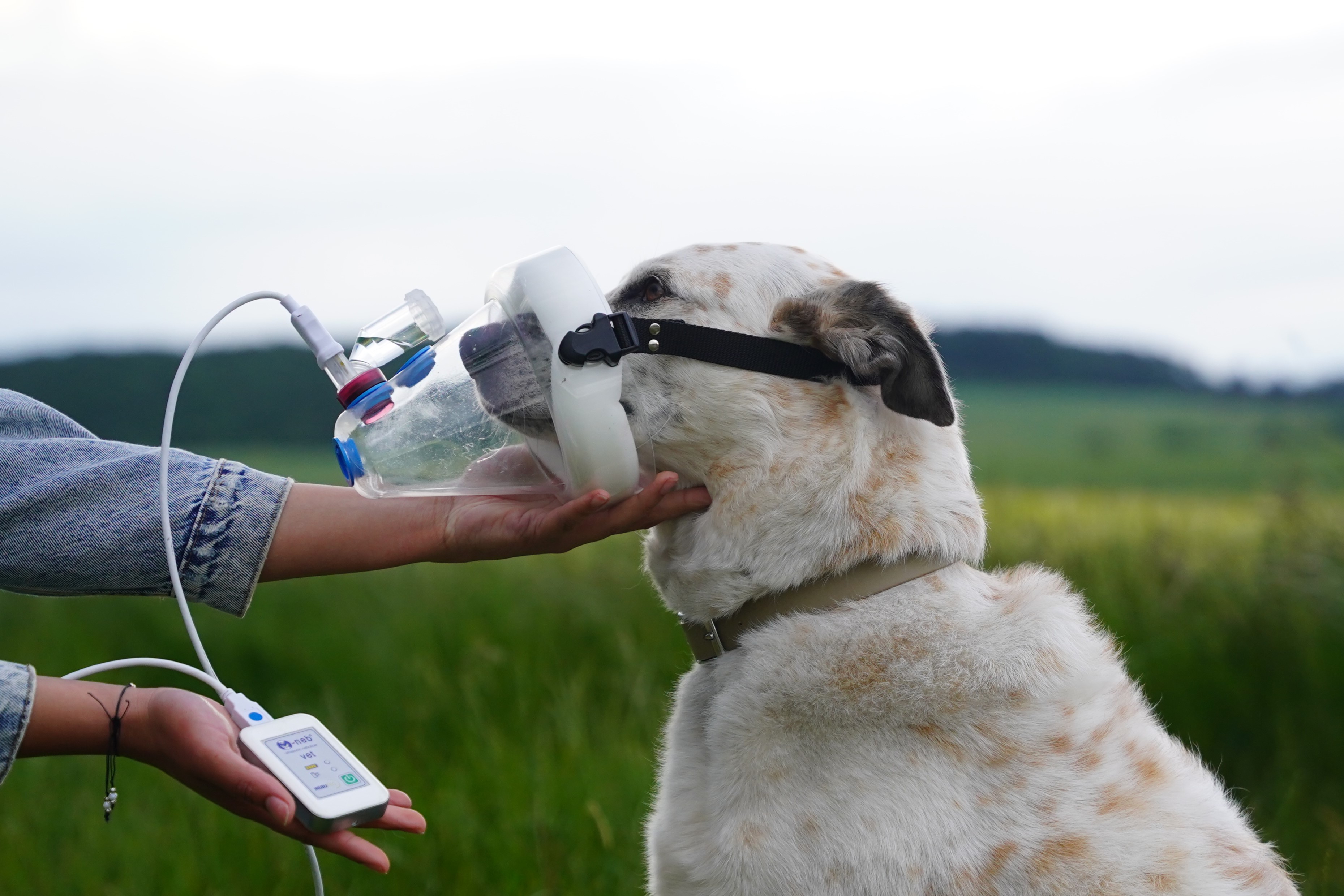 Hund mit SaDoMa-II Inhalationsmaske