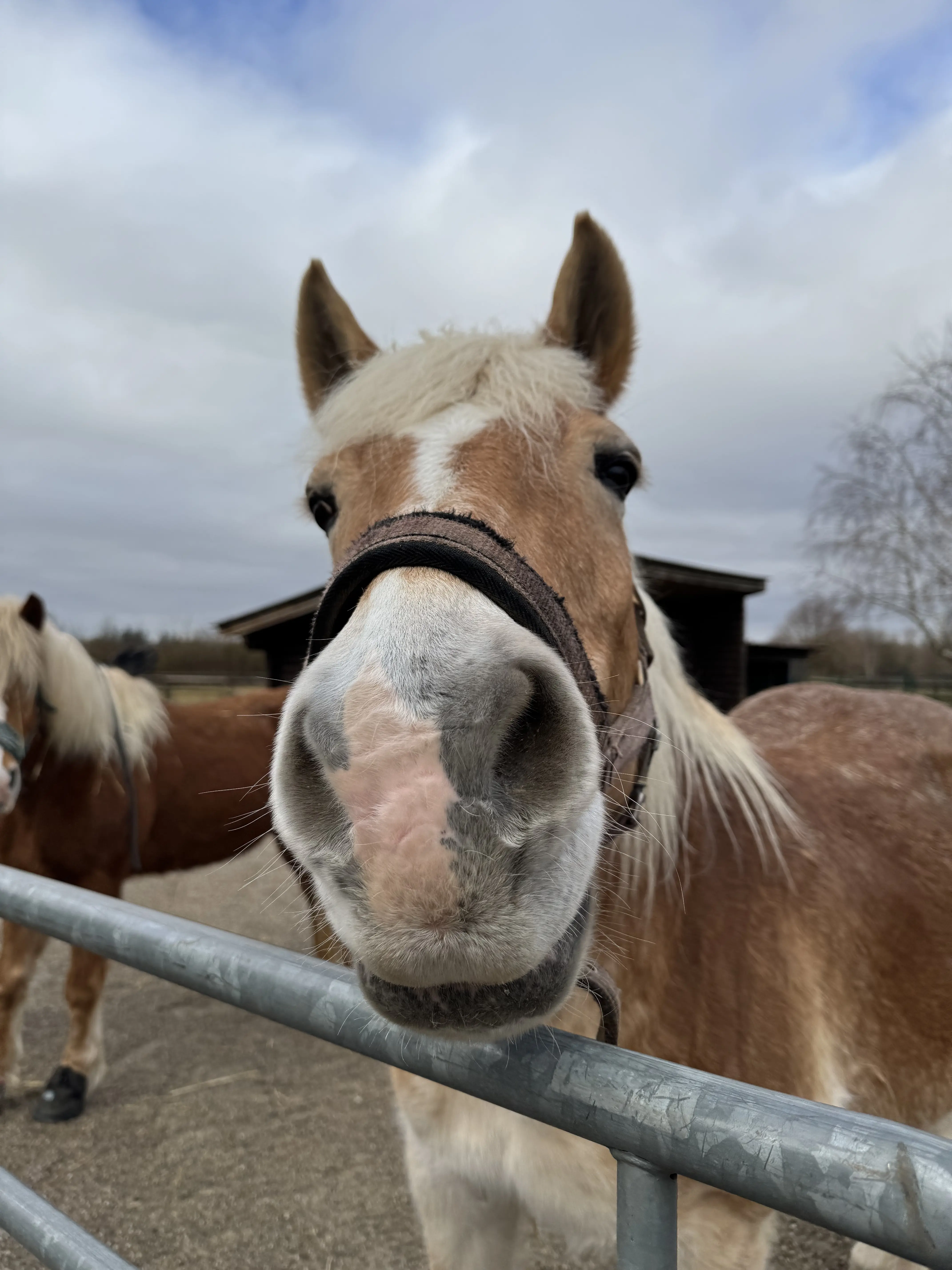 Haflinger streckt seine Nase in Richtung Kamera