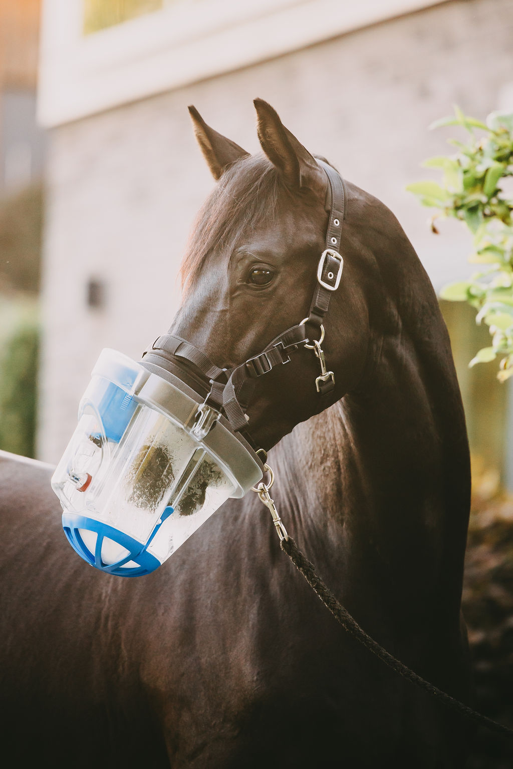 Pferd mit SaHoMa-II Inhalationsmaske für Pferde