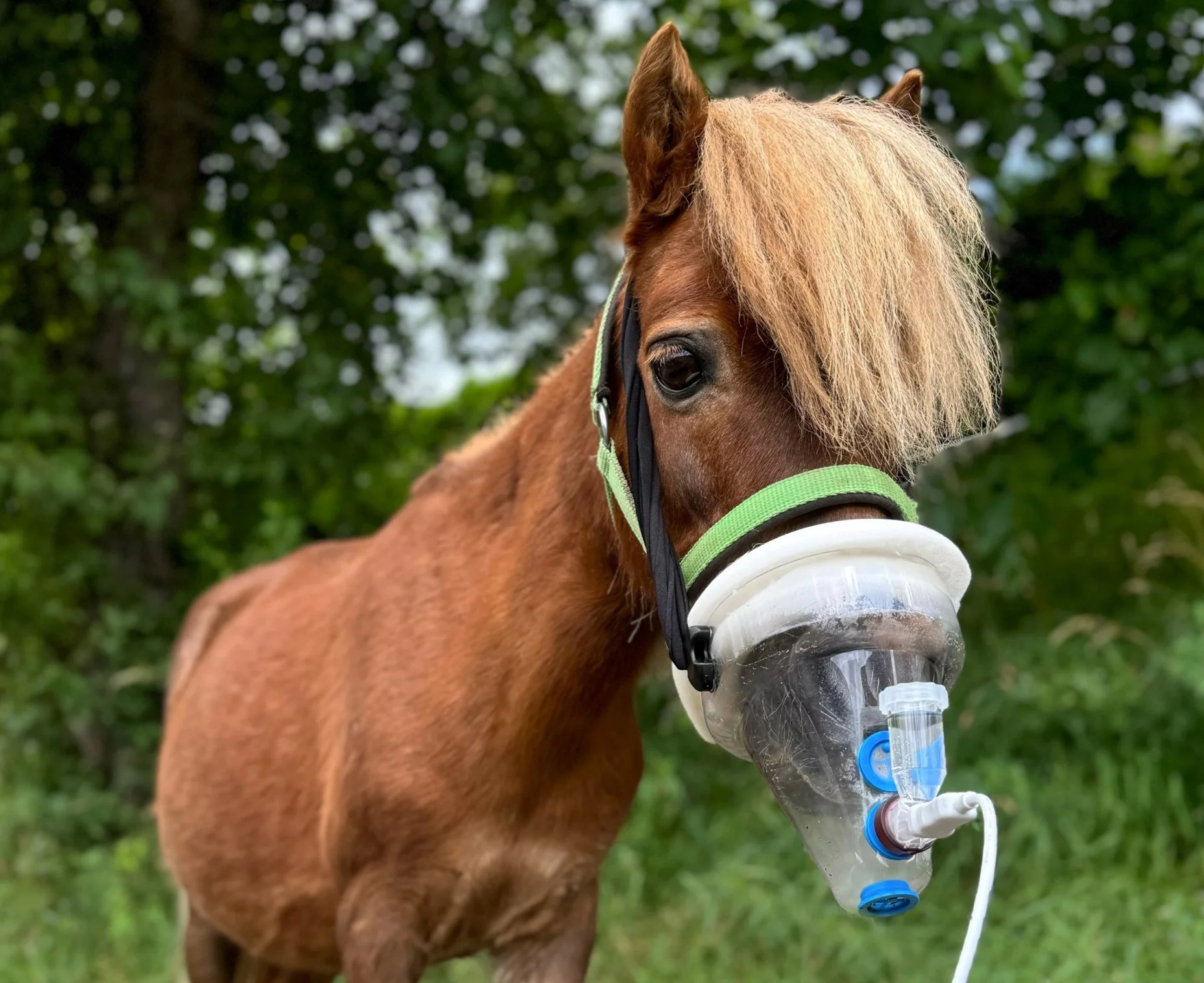 Kundenbild: Shetlandpony mit SaDoMa-II Inhalationsmaske