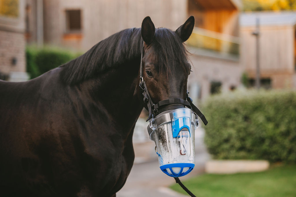 Pferd mit SaHoMa-II Inhalationsgerät