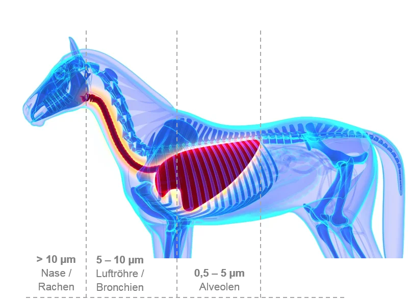 Anatomie der Atemwege