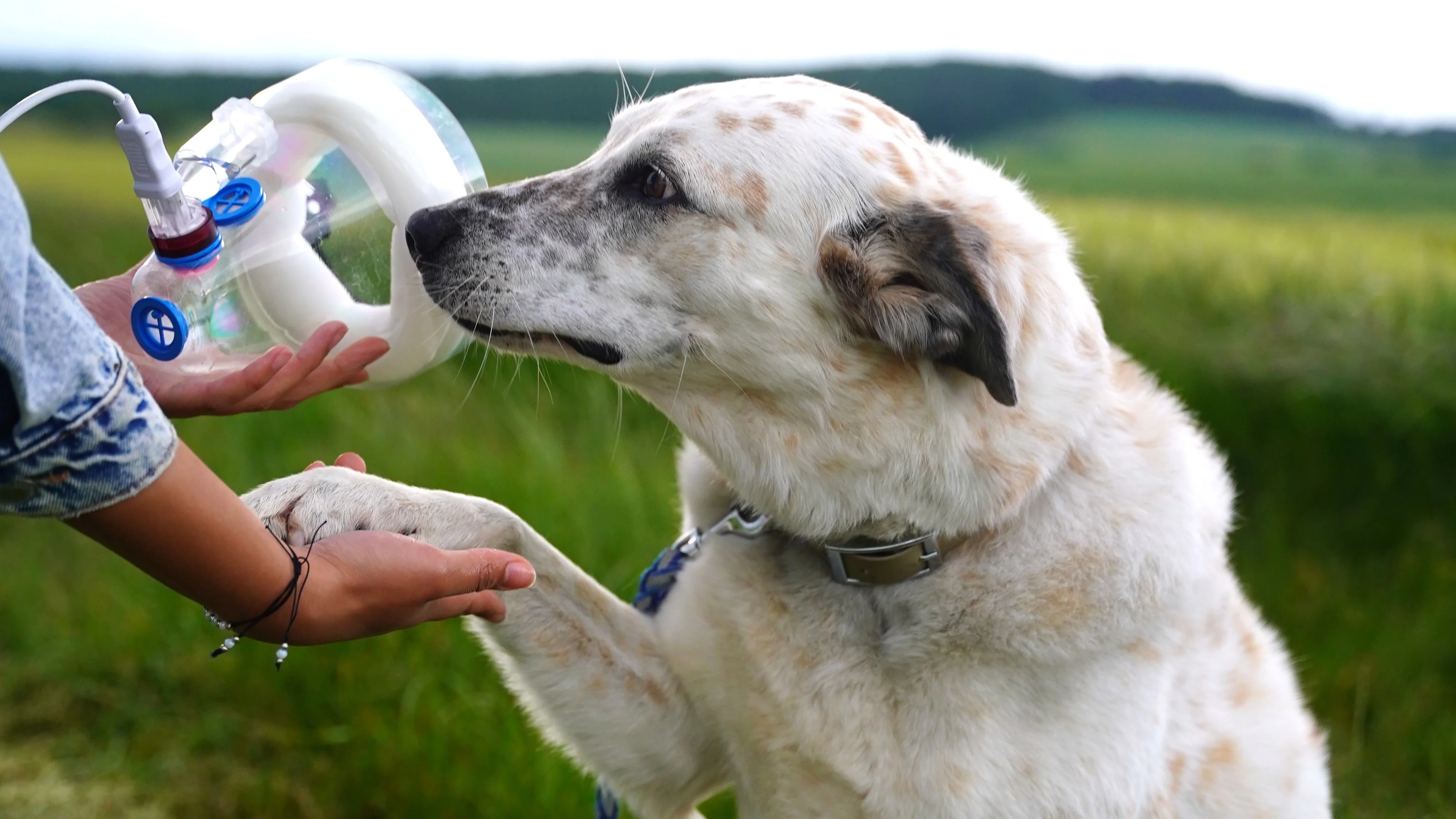 Hund neben SaDoMa-II Inhalationsmaske