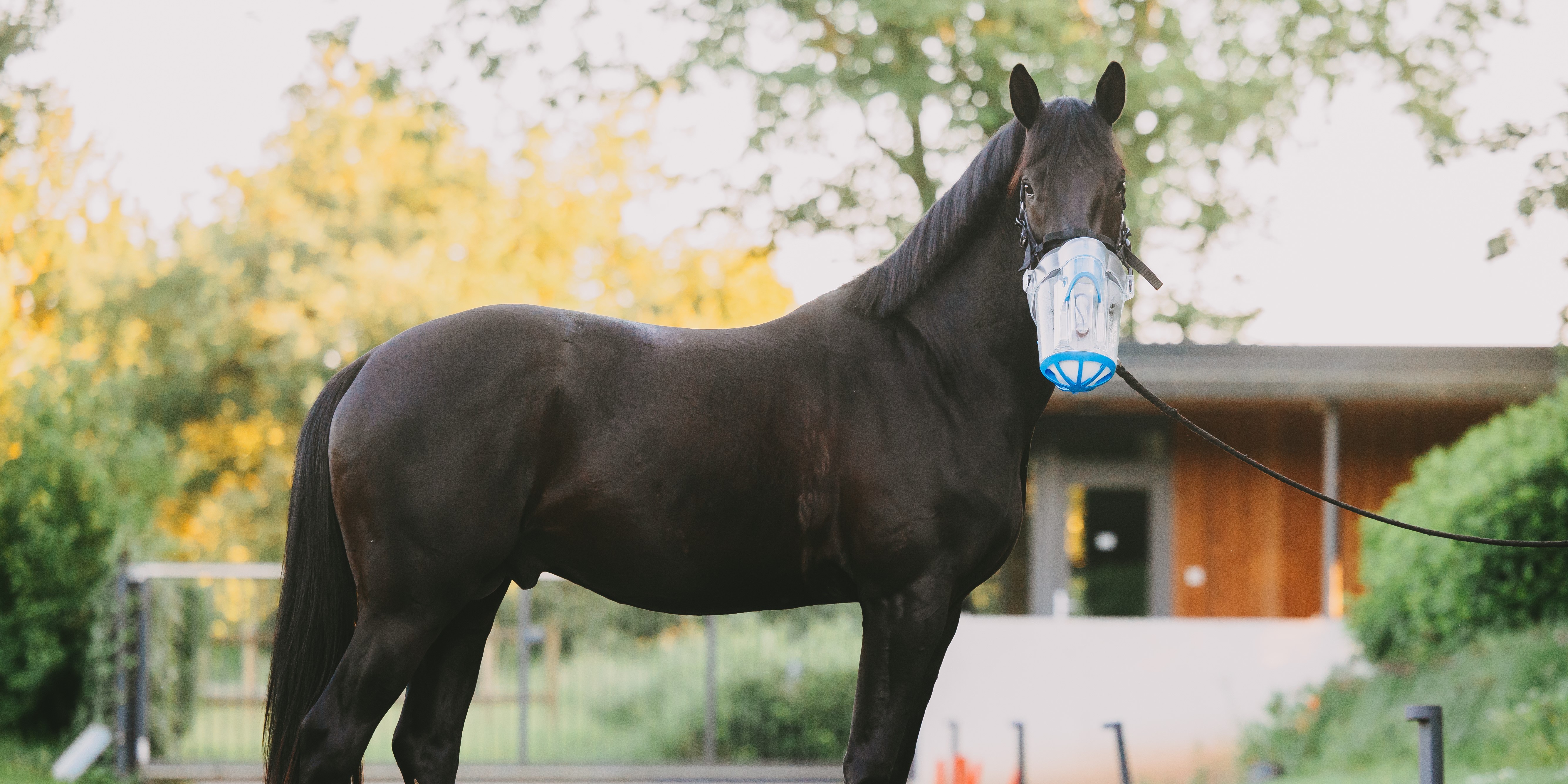 Pferd mit SaHoMa-II Inhalationsmaske stehend