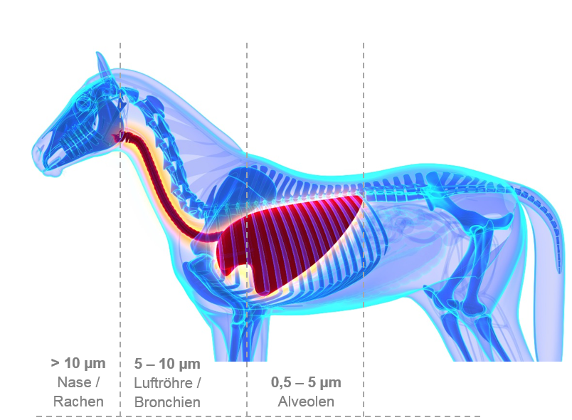 Anatomie der Atemwege