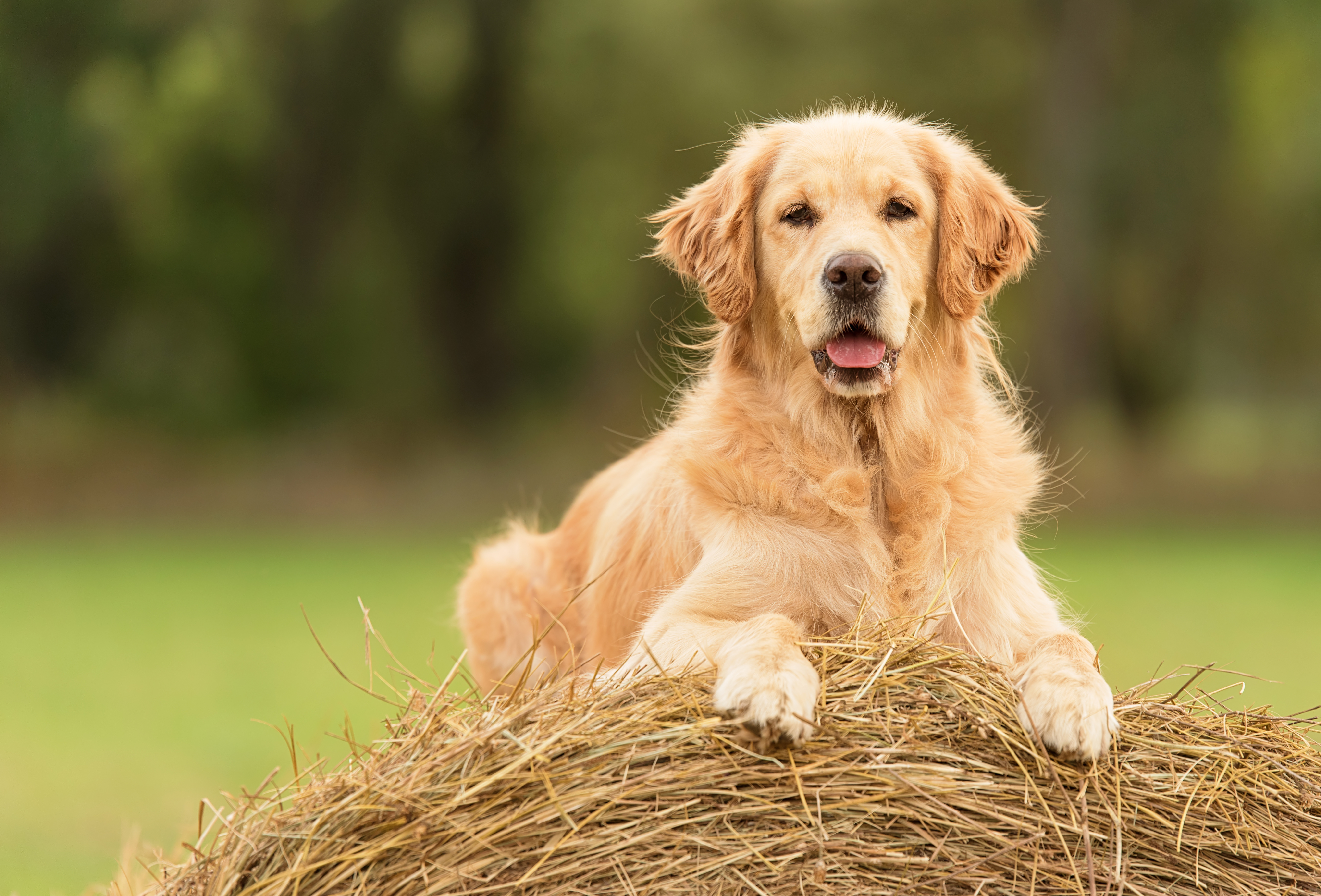 Golden Retriever liegt im Gras