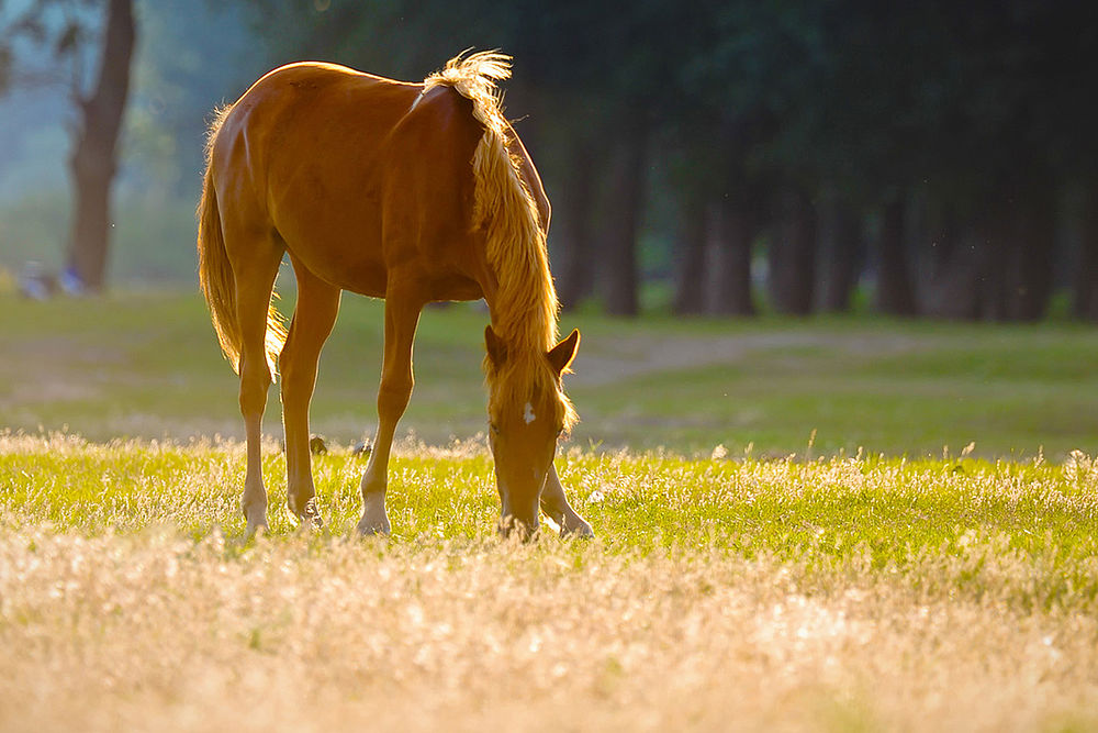 Pferd grast auf der Weide