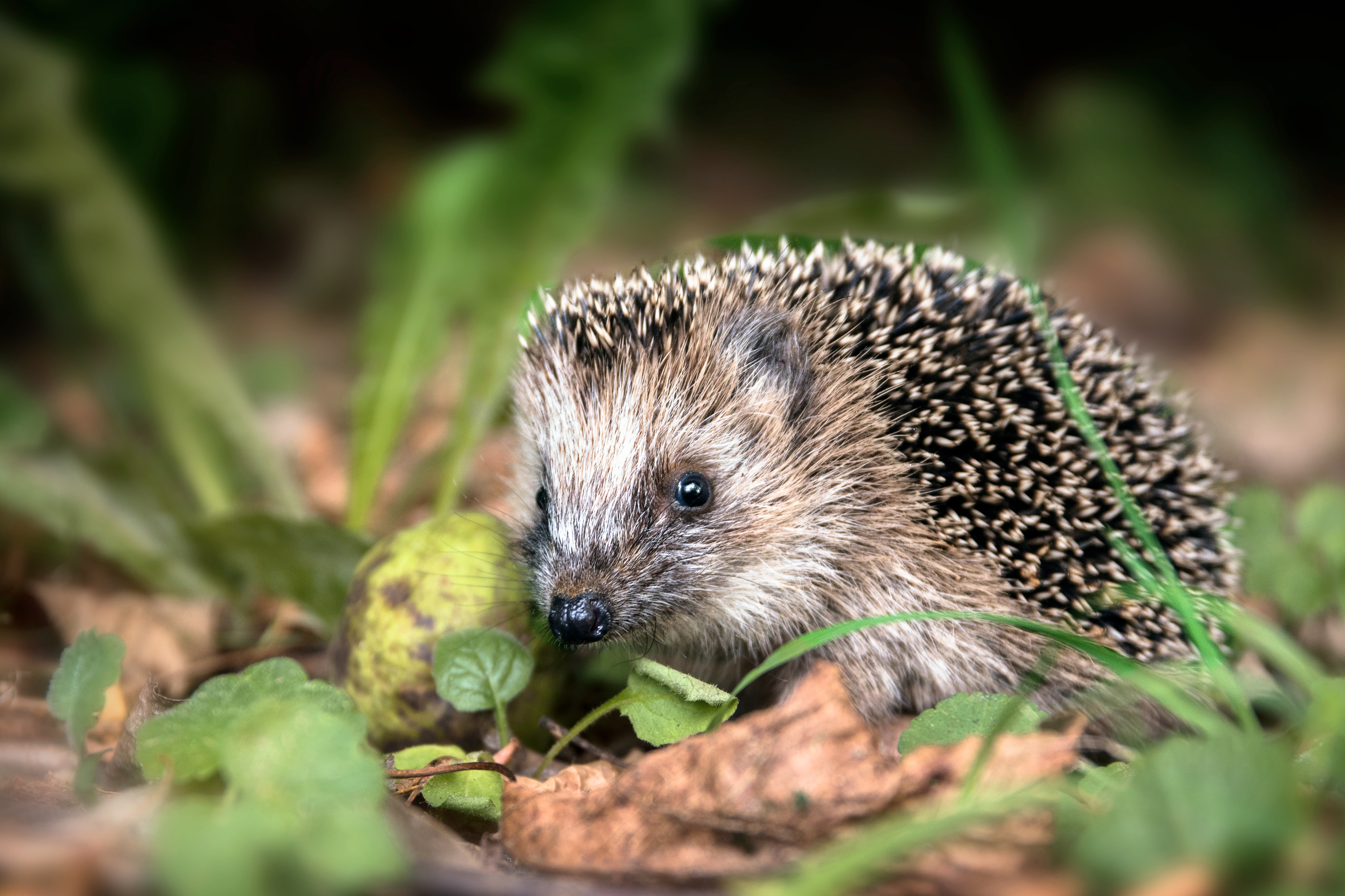 Igel im Gras