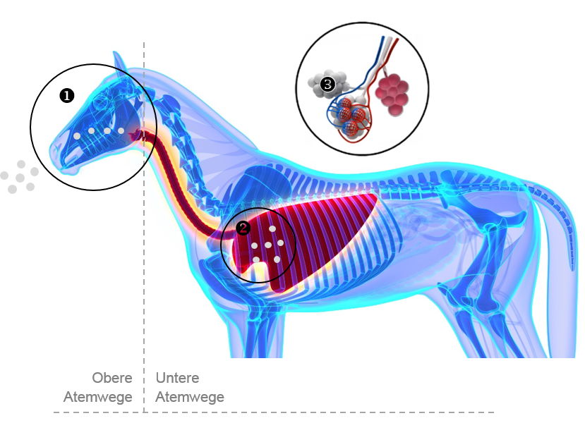 Anatomie Pferd Lunge