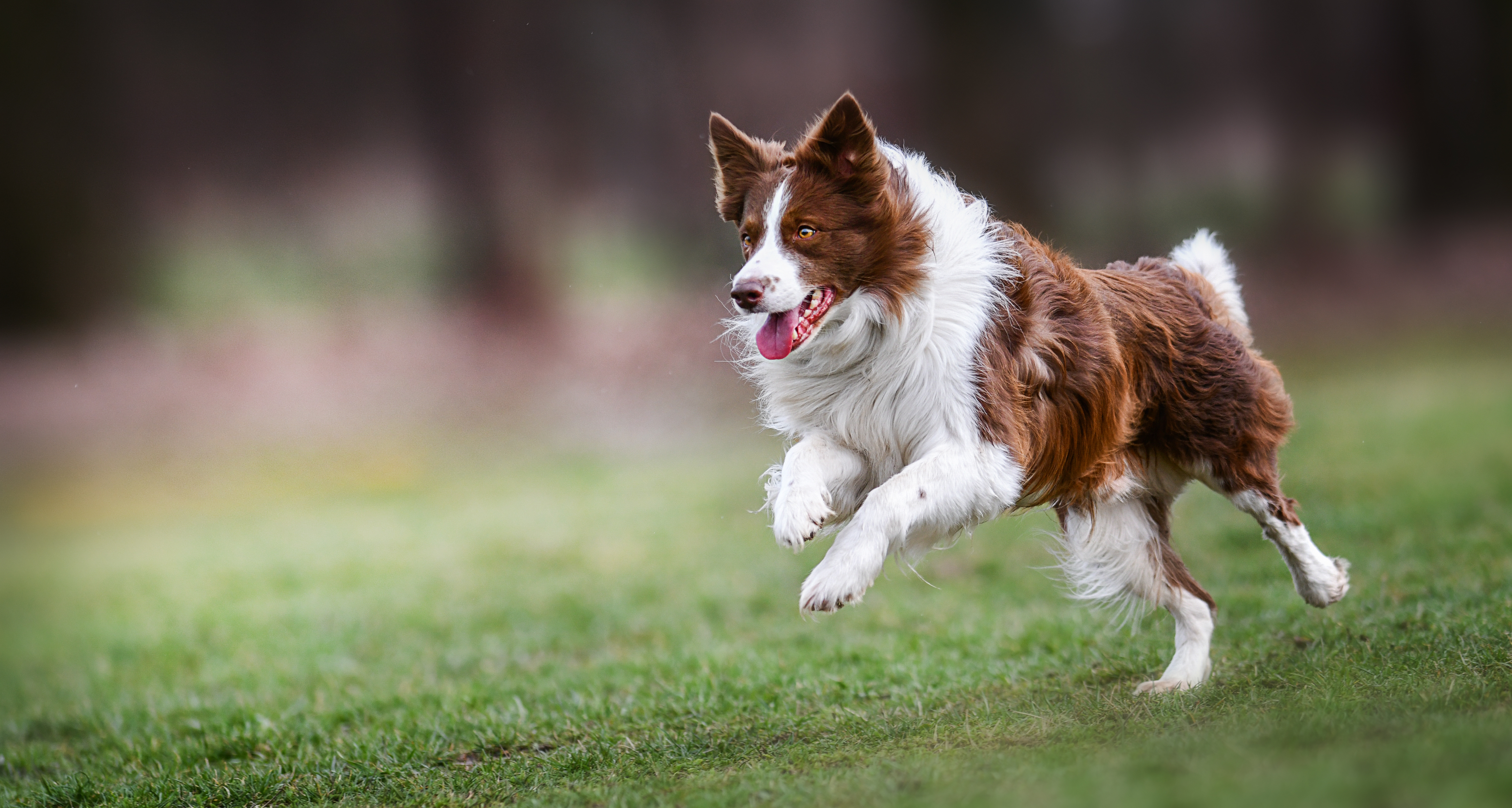 Border Collie rennt